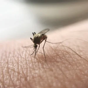 Zanzare: prevenzione e trattamento delle punture