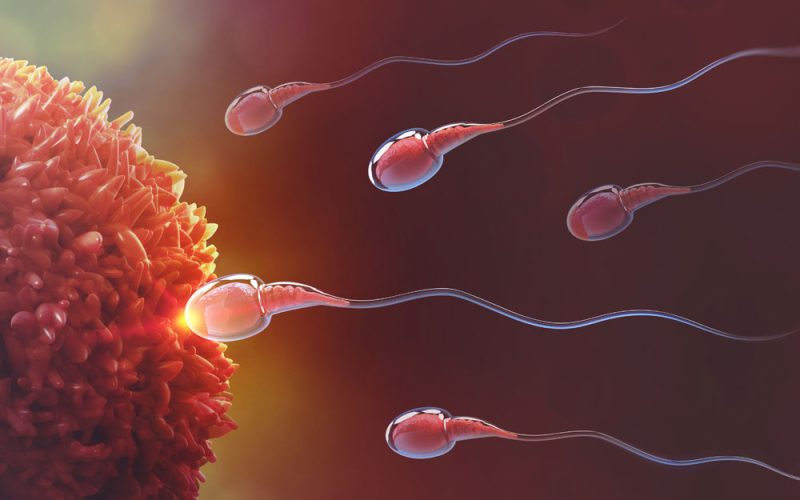 Integratori per la fertilità maschile: un supporto o una soluzione? Cosa c’è da sapere Integratori per la fertilità maschile: un supporto o una soluzione? Cosa c'è da sapere